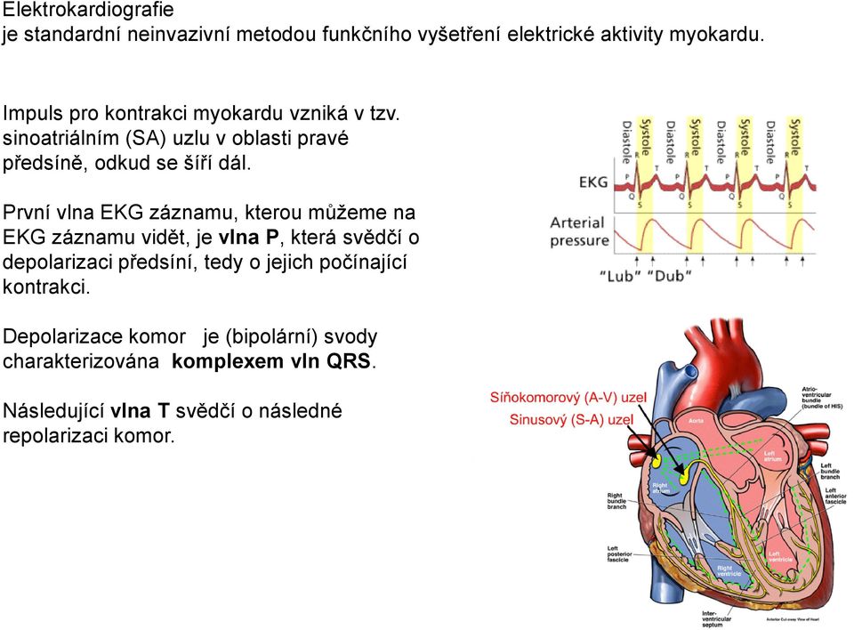 První vlna EKG záznamu, kterou můžeme na EKG záznamu vidět, je vlna P, která svědčí o depolarizaci předsíní, tedy o jejich