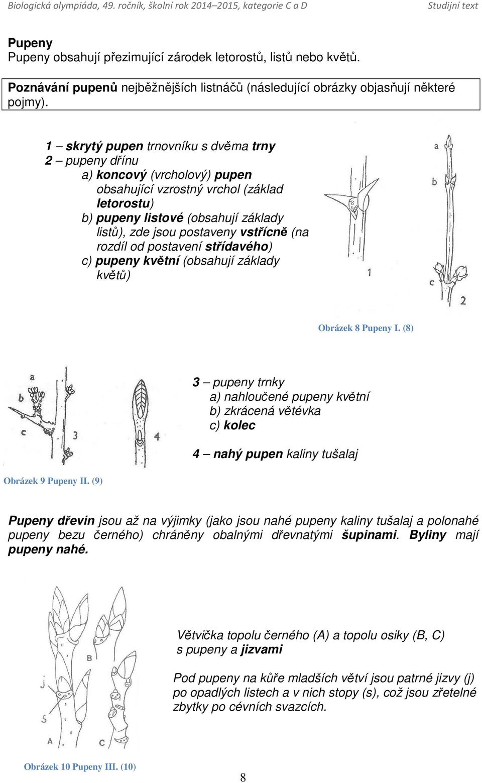(na rozdíl od postavení střídavého) c) pupeny květní (obsahují základy květů) Obrázek 8 Pupeny I. (8) Obrázek 9 Pupeny II.