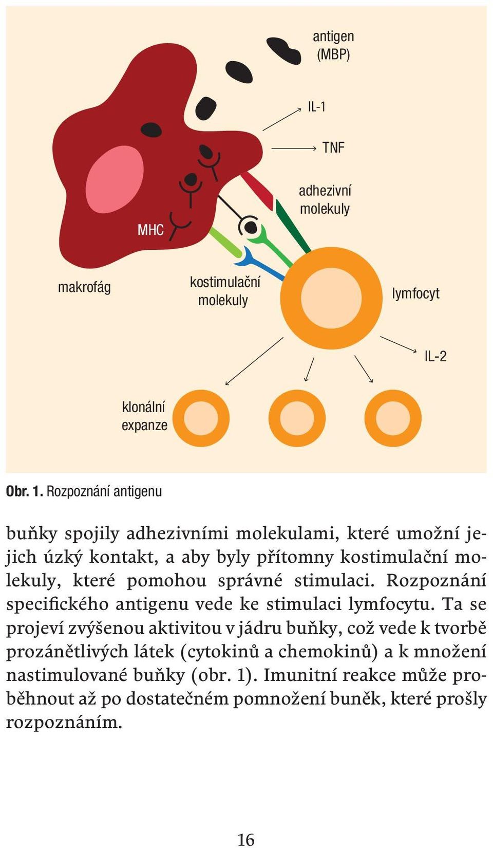 správné stimulaci. Rozpoznání specifického antigenu vede ke stimulaci lymfocytu.