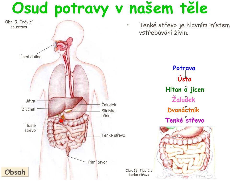 Ústní dutina Játra Žlučník Tlusté střevo Žaludek Slinivka břišní Tenké