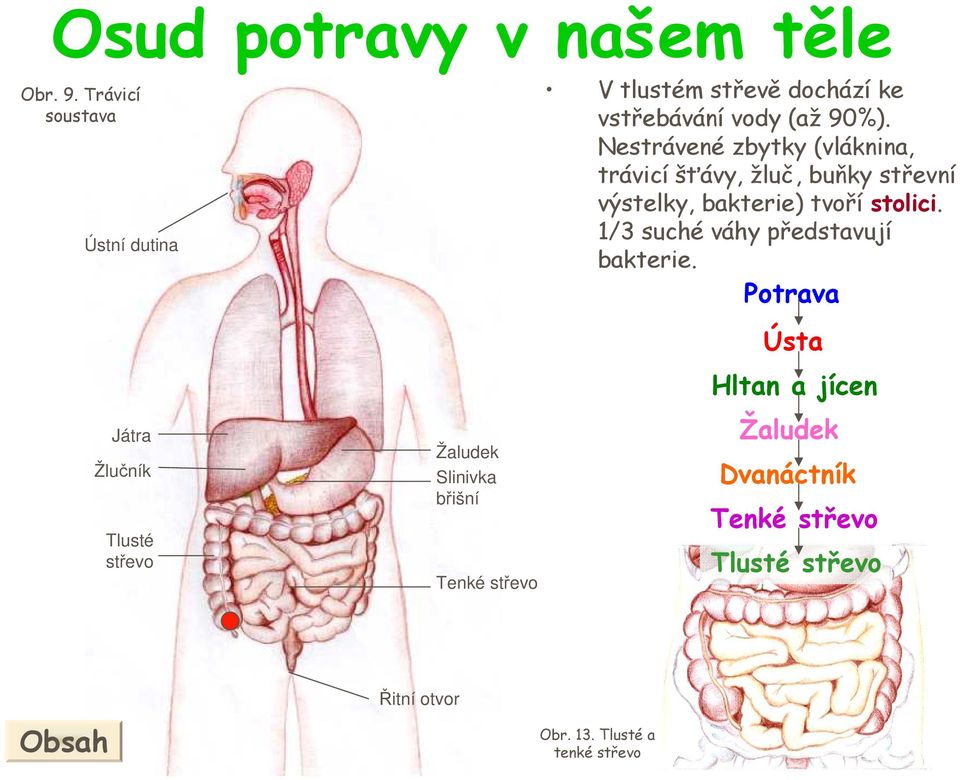 Nestrávené zbytky (vláknina, trávicí šťávy, žluč, buňky střevní výstelky, bakterie) tvoří stolici.