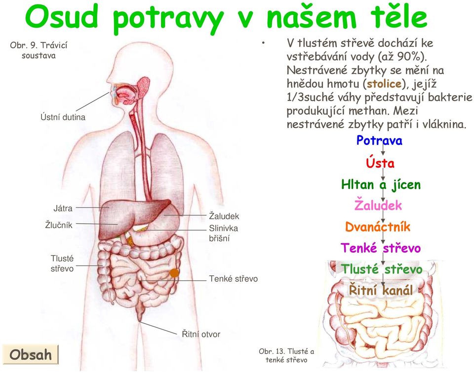 Mezi nestrávené zbytky patří i vláknina.