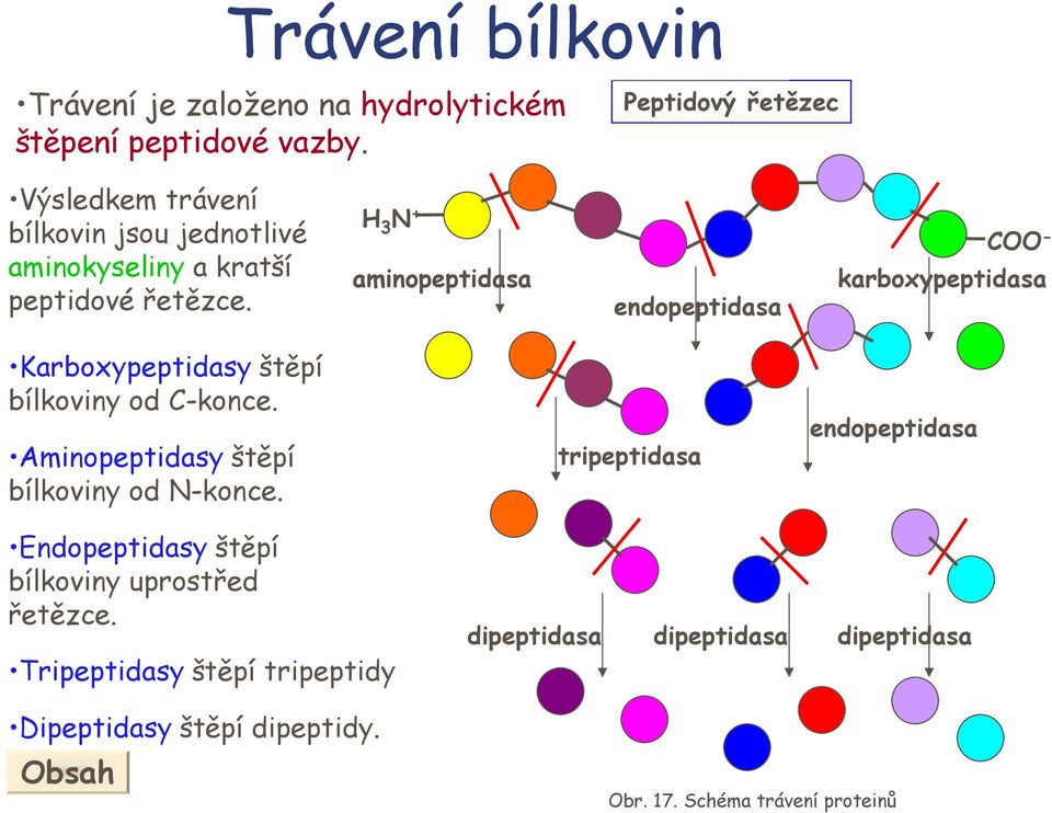 3 N + - aminopeptidasa karboxypeptidasa endopeptidasa Karboxypeptidasy štěpí bílkoviny od -konce.