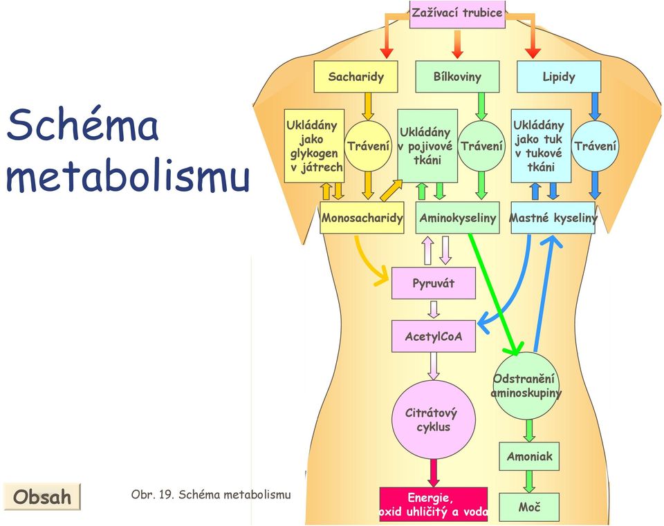tkáni Monosacharidy Aminokyseliny Mastné kyseliny Pyruvát AcetyloA itrátový cyklus