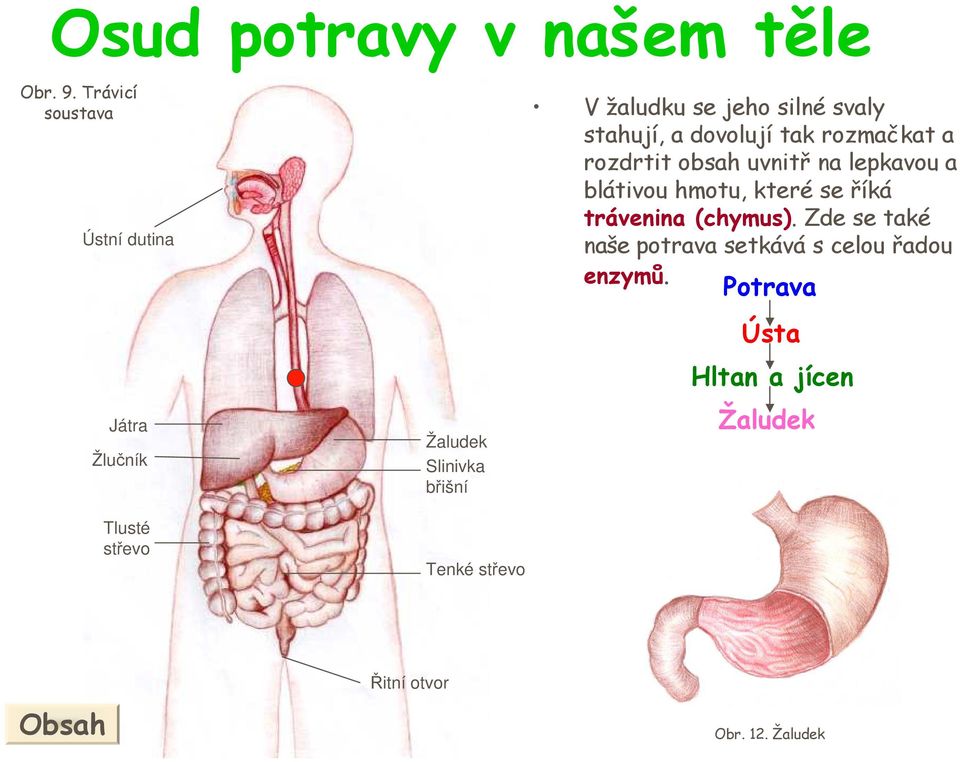 rozdrtit obsah uvnitř na lepkavou a blátivou hmotu, které se říká trávenina (chymus).