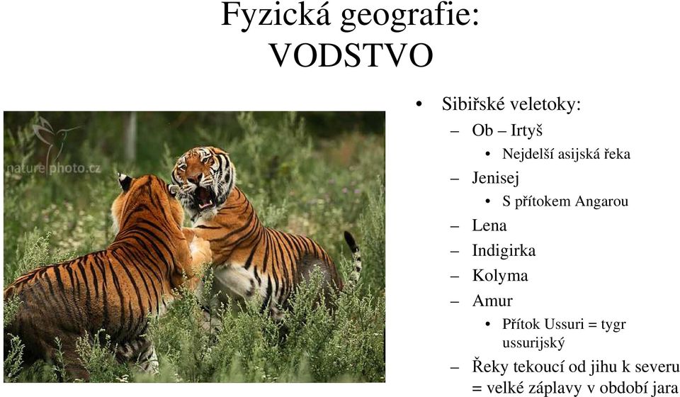 Indigirka Kolyma Amur Přítok Ussuri = tygr ussurijský