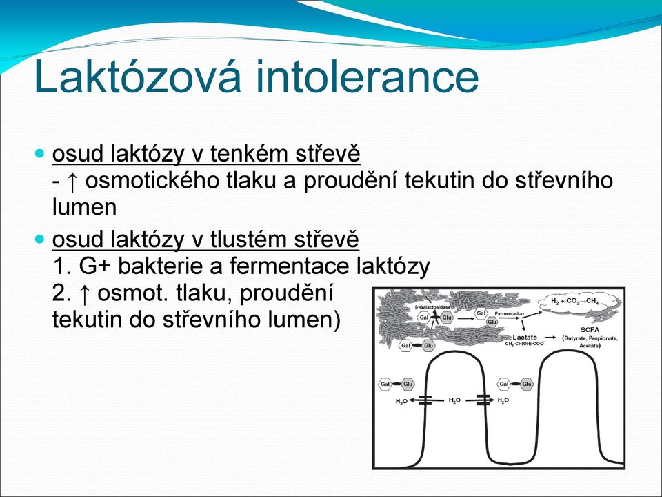 osud laktózy v tlustém střevě 1.