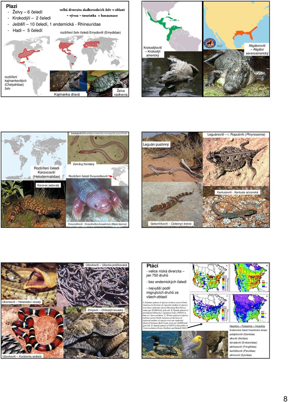 (Rhineuridae): endemická, monotypická, pouze Florida Leguánovití r.