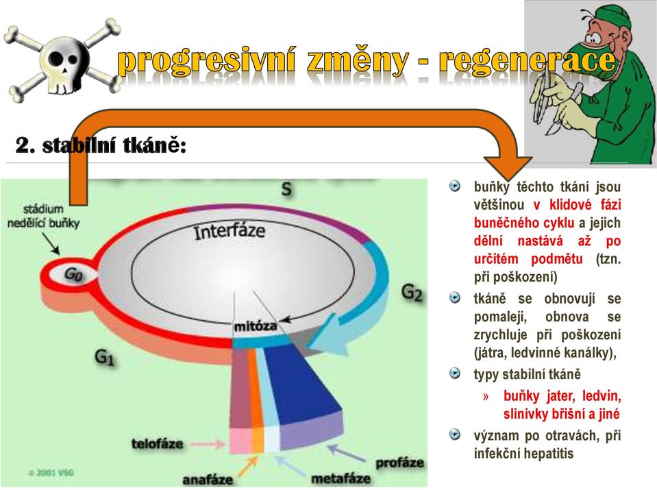 při poškození) tkáně se obnovují se pomaleji, obnova se zrychluje při poškození