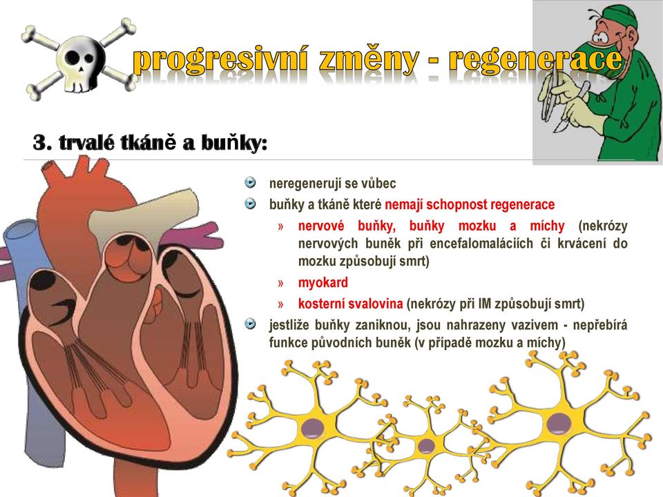 do mozku způsobují smrt)» myokard» kosterní svalovina (nekrózy při IM způsobují smrt) jestliže