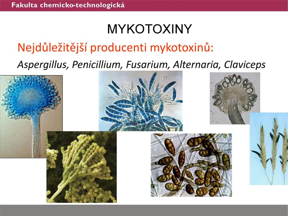 Aspergillus, Penicillium,