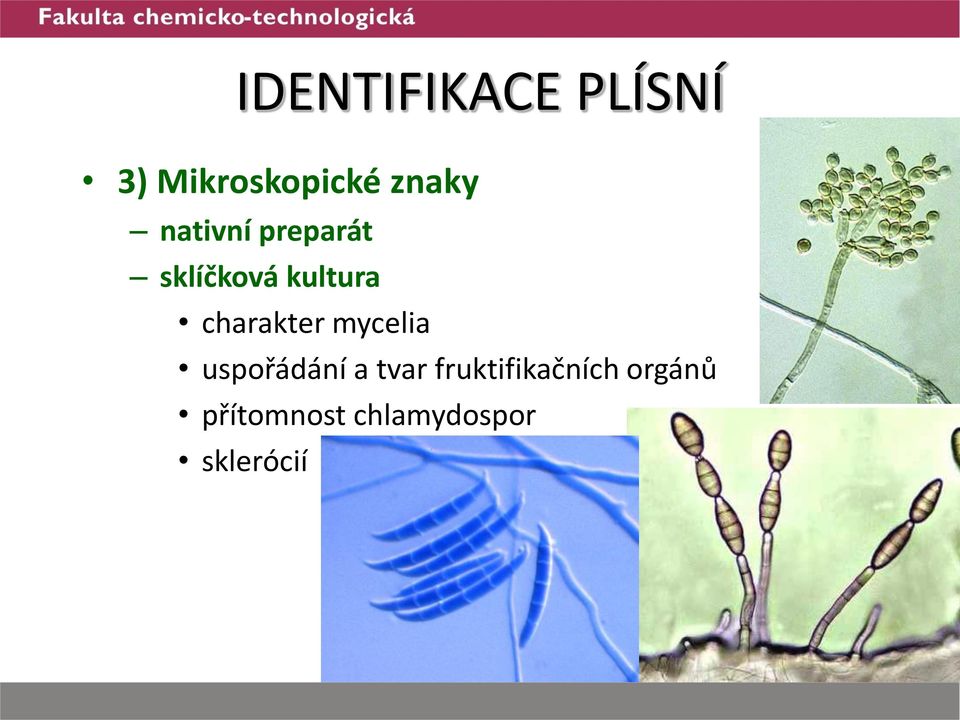 charakter mycelia uspořádání a tvar