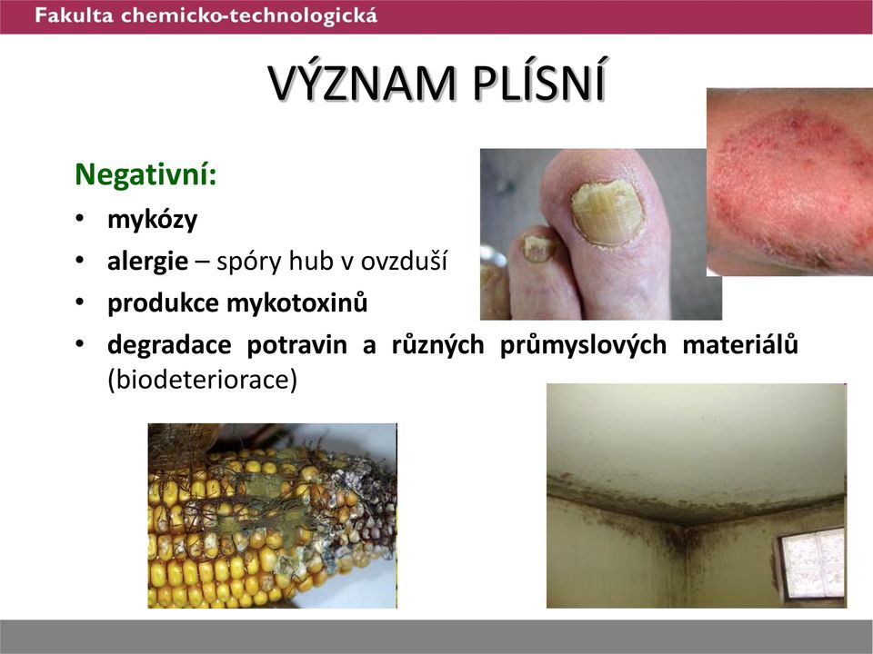 mykotoxinů degradace potravin a