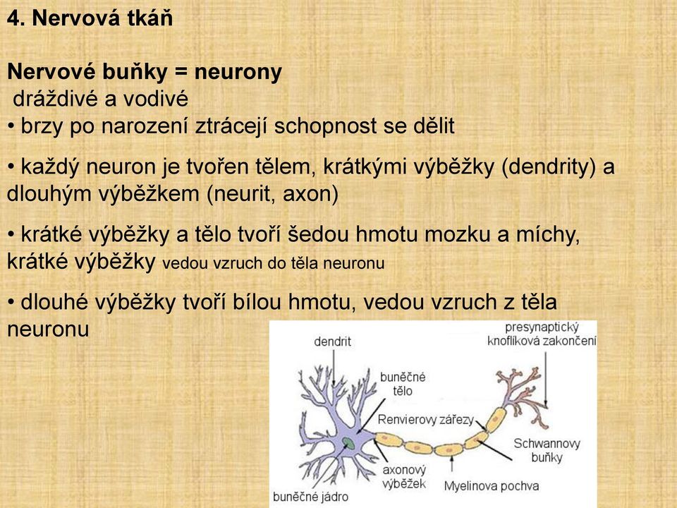 výběžkem (neurit, axon) krátké výběžky a tělo tvoří šedou hmotu mozku a míchy, krátké