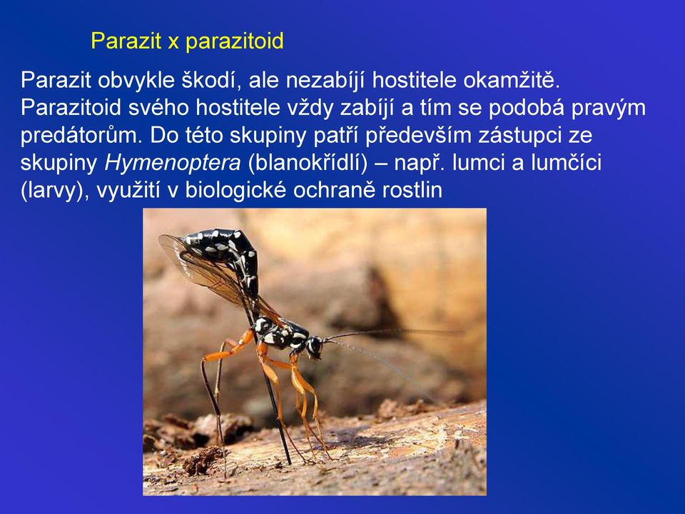 Parazitoid svého hostitele vždy zabíjí a tím se podobá pravým predátorům.