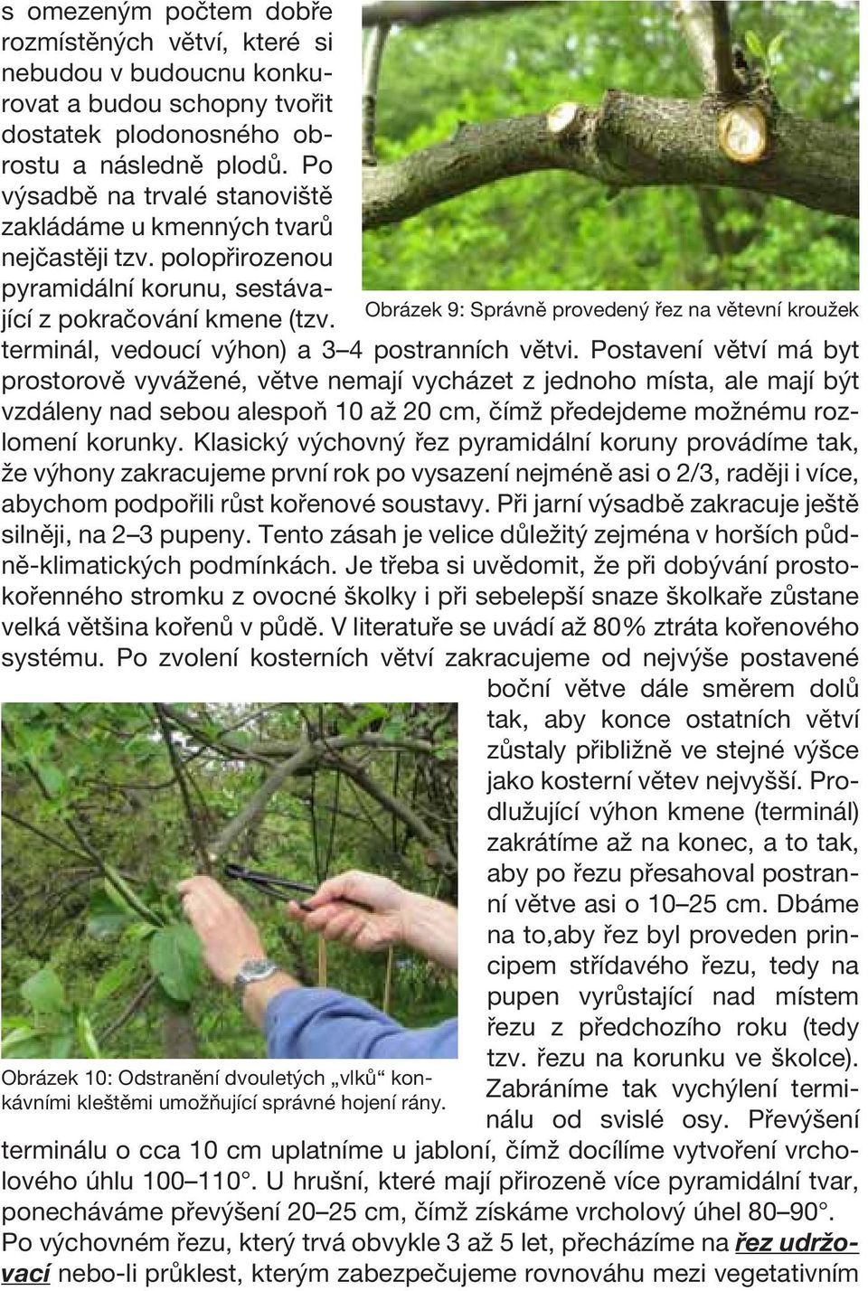 Postavení větví má byt prostorově vyvážené, větve nemají vycházet z jednoho místa, ale mají být vzdáleny nad sebou alespoň 10 až 20 cm, čímž předejdeme možnému rozlomení korunky.