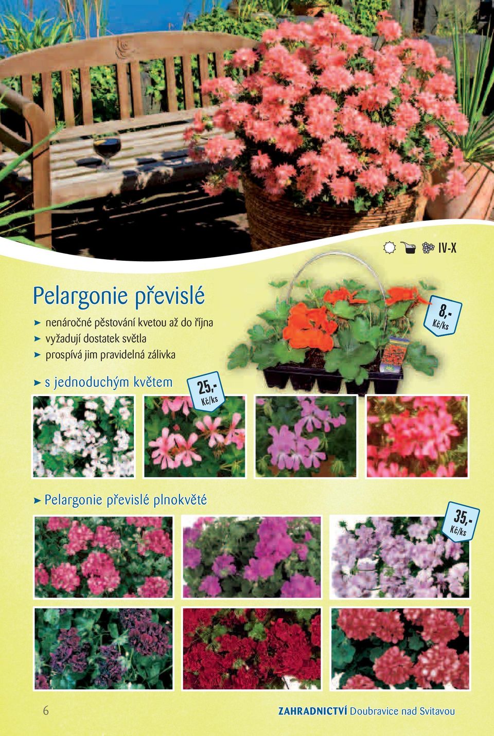 pravidelná zálivka s jednoduchým květem 25,- Pelargonie