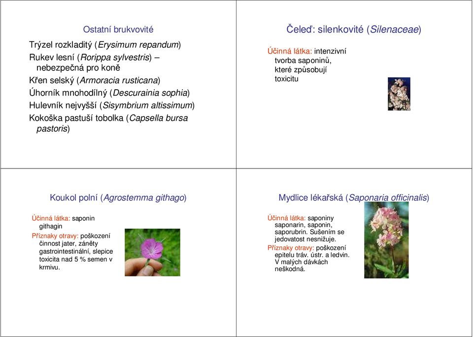 saponinů, které způsobují toxicitu Koukol polní (Agrostemma githago) Mydlice lékařská (Saponaria officinalis) saponin githagin poškození činnost jater, záněty
