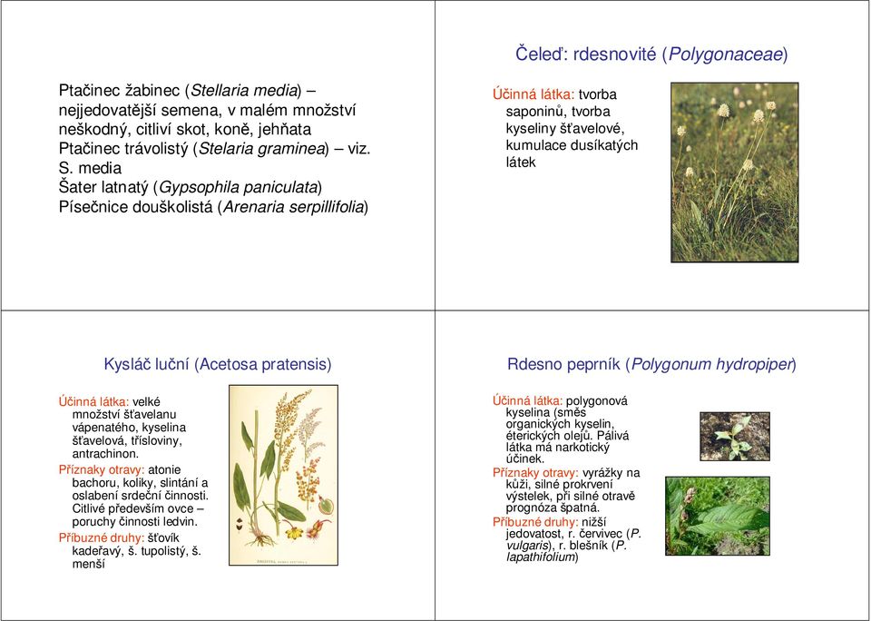 množství šťavelanu vápenatého, kyselina šťavelová, třísloviny, antrachinon. atonie bachoru, koliky, slintání a oslabení srdečníčinnosti. Citlivé především ovce poruchy činnosti ledvin.