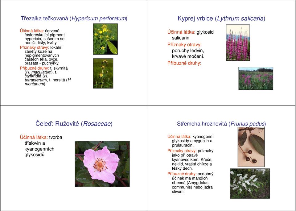 montanum) Kyprej vrbice (Lythrum salicaria) glykosid salicarin poruchy ledvin, krvavé močení.