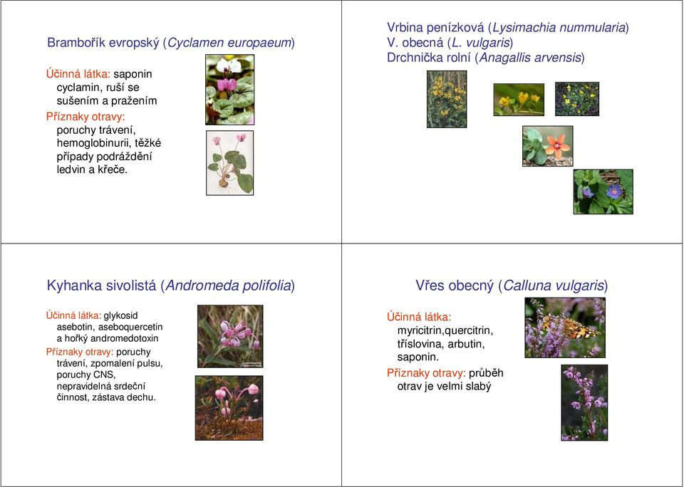 vulgaris) Drchnička rolní (Anagallis arvensis) Kyhanka sivolistá (Andromeda polifolia) Vřes obecný (Calluna vulgaris) glykosid asebotin,