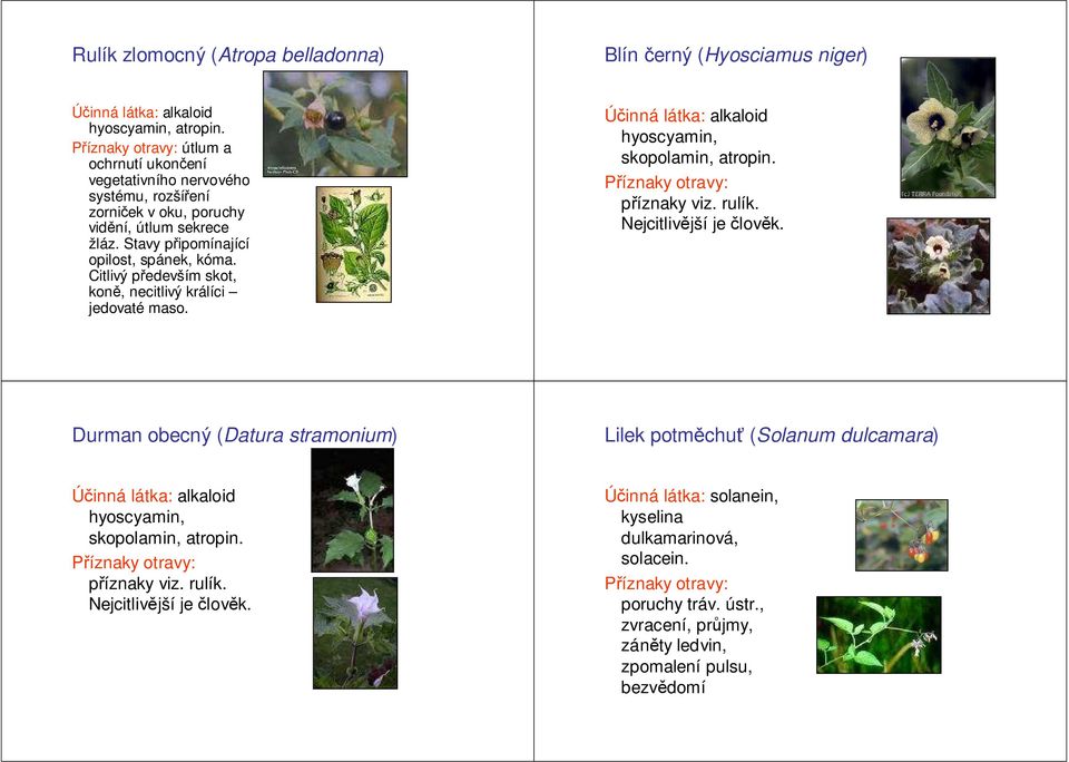 Citlivý především skot, koně, necitlivý králíci jedovaté maso. alkaloid hyoscyamin, skopolamin, atropin. příznaky viz. rulík. Nejcitlivější je člověk.