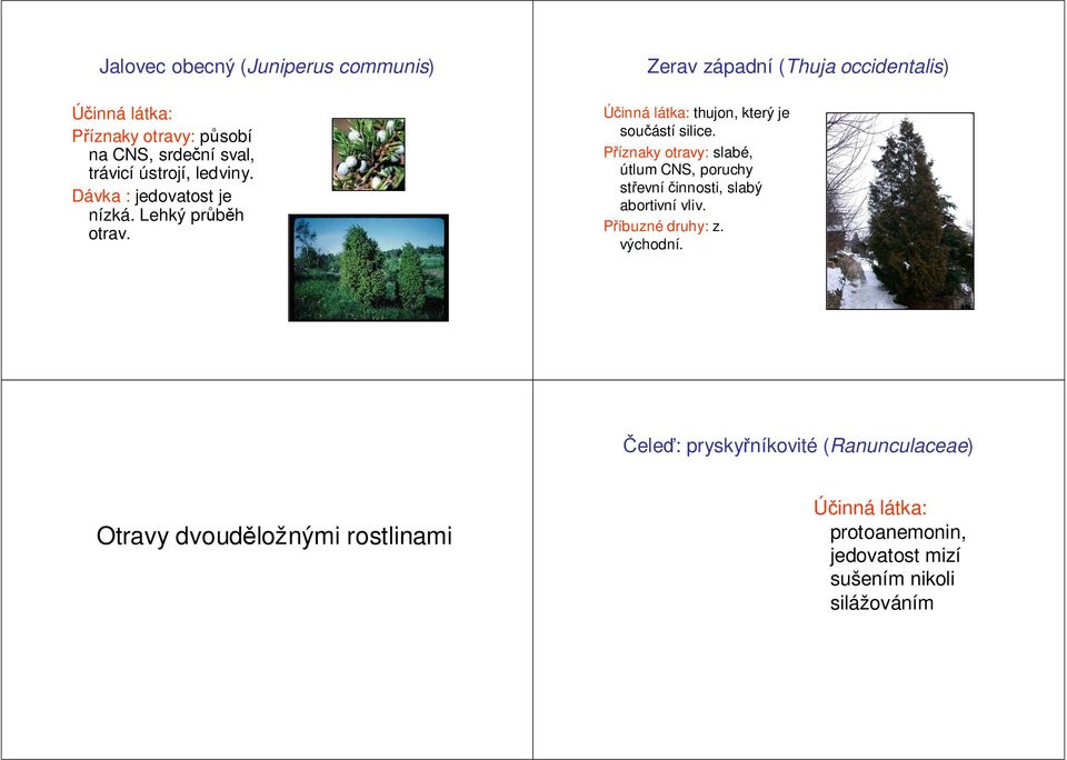 slabé, útlum CNS, poruchy střevníčinnosti, slabý abortivní vliv. Příbuzné druhy: z. východní.