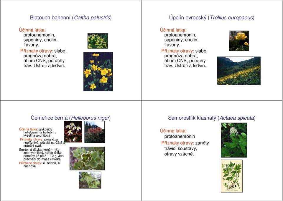 Čemeřice černá (Helleborus niger) Samorostlík klasnatý (Actaea spicata) glykosidy helleborein a hellebrin, kyselina akonitová prognóza nepříznivá, působí na CNS a