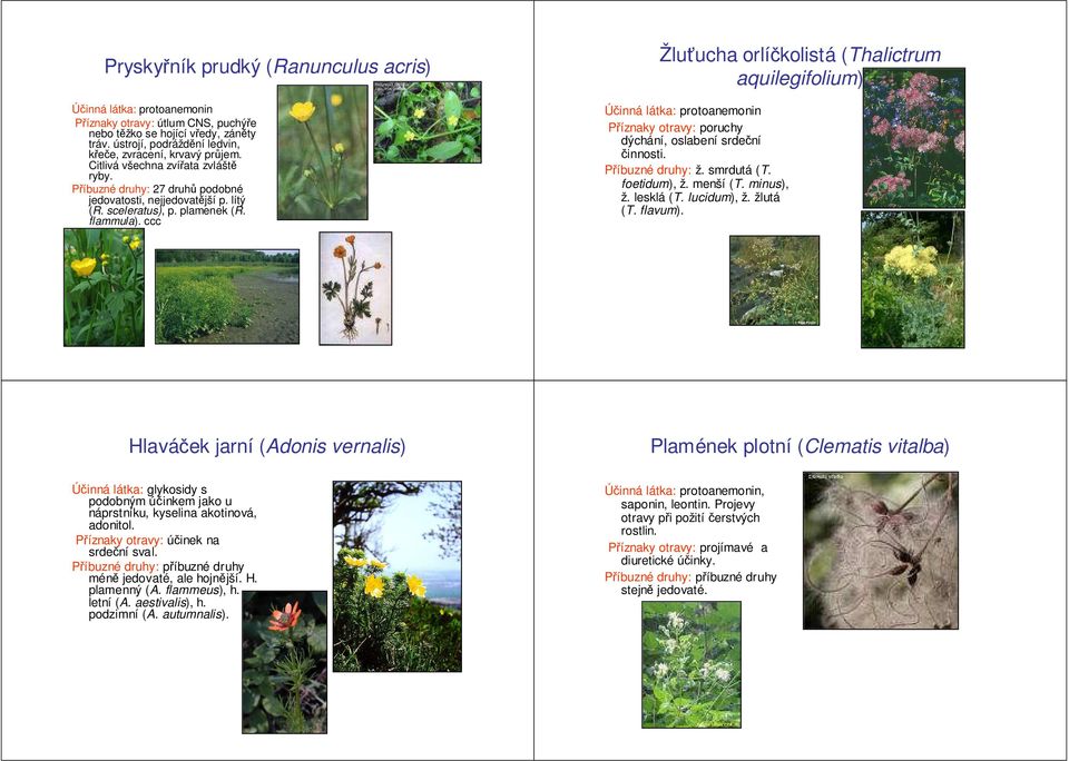 ccc Žluťucha orlíčkolistá (Thalictrum aquilegifolium) protoanemonin poruchy dýchání, oslabení srdeční činnosti. Příbuzné druhy: ž. smrdutá (T. foetidum), ž. menší (T. minus), ž. lesklá (T.