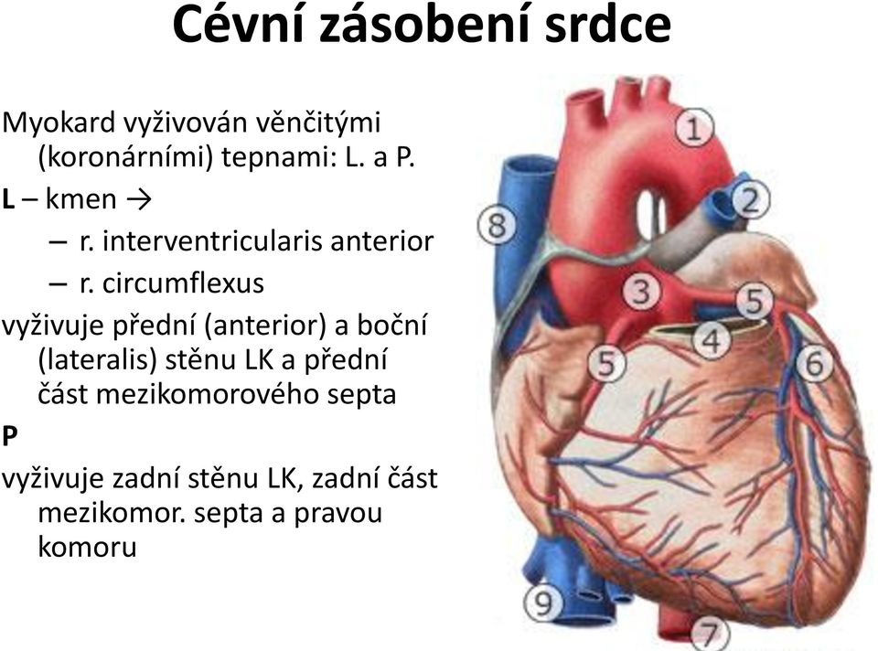 circumflexus vyživuje přední (anterior) a boční (lateralis) stěnu LK a