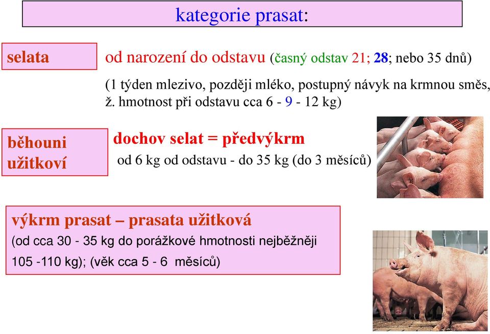 hmotnost při odstavu cca 6-9 - 12 kg) běhouni užitkoví dochov selat = předvýkrm od 6 kg od