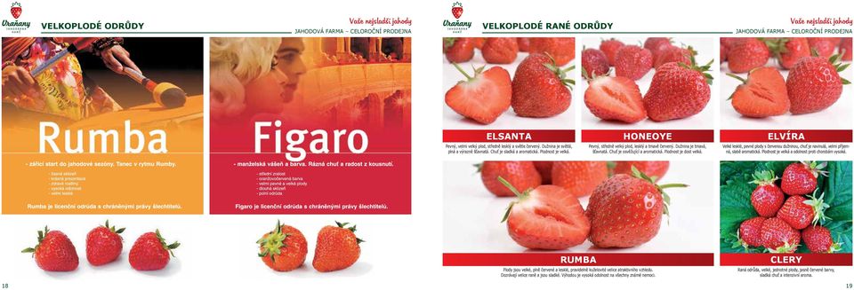 ELVÍRA Velké lesklé, pevné plody s červenou dužninou, chuť je navinulá, velmi příjemná, slabě aromatická. Plodnost je velká a odolnost proti chorobám vysoká.