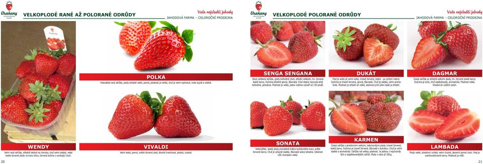Lagerfähigkeit Produktiv Midseason variety Very shiny Firm, bright-red fruits Long shelf life Productive POLKA Holandská raná odrůda, plody středně velké, pevné, plodnost je veliká, chuť je velmi