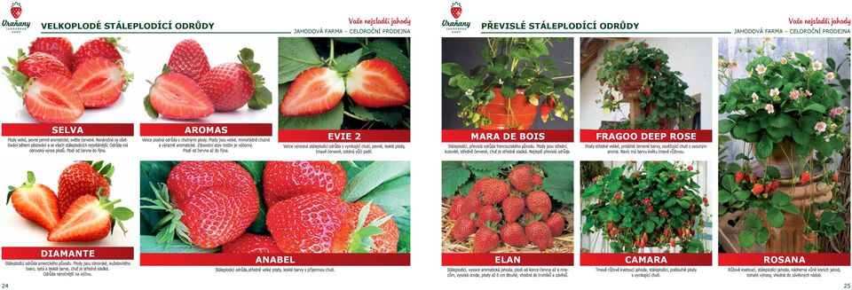 Plodí od června až do října. EVIE 2 Velice výnosná stáleplodící odrůda s vynikající chutí, pevné, lesklé plody, tmavě červené, odolná vůči padlí.