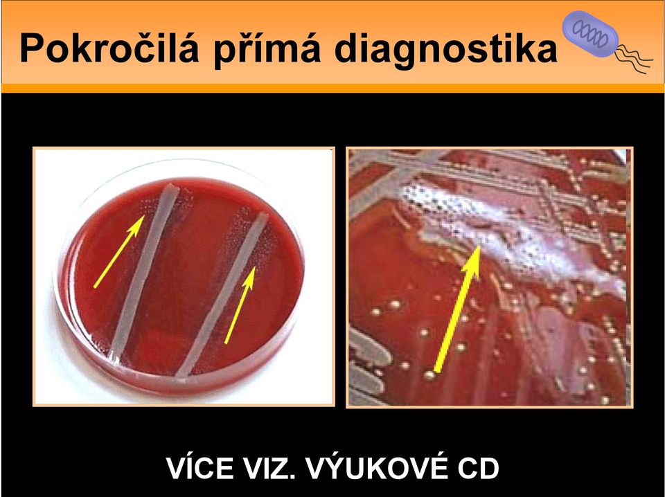 diagnostika