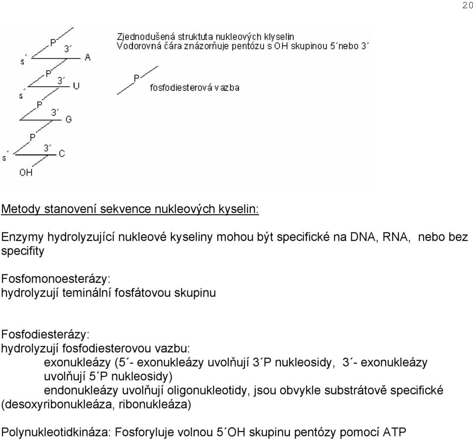 exonukleázy (5 - exonukleázy uvolňují 3 P nukleosidy, 3 - exonukleázy uvolňují 5 P nukleosidy) endonukleázy uvolňují