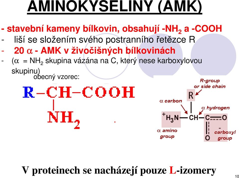 živočišných bílkovinách - (α = NH 2 skupina vázána na C, který nese