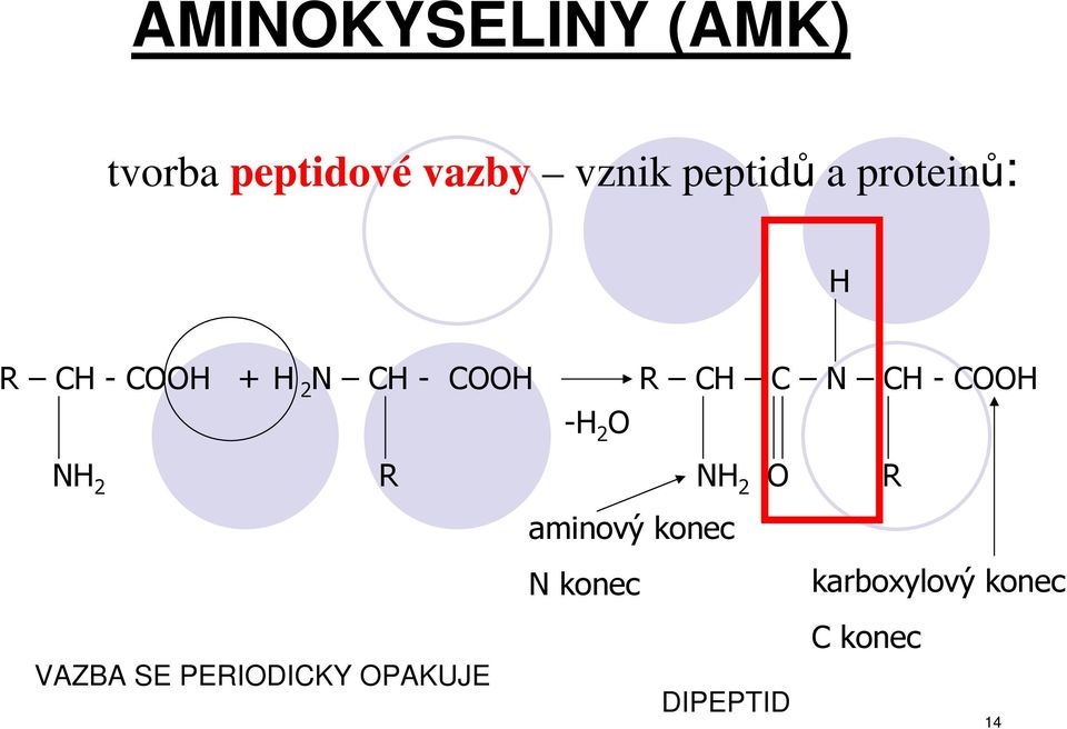 CH-COOH -H 2 O NH 2 R NH 2 O R aminový konec N konec