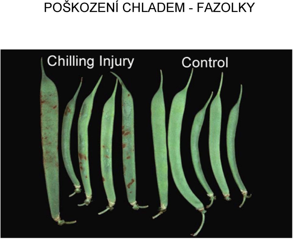 FAZOLKY