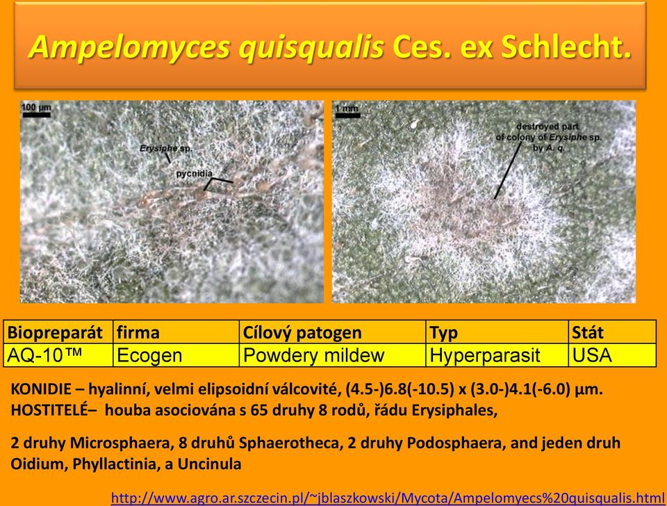 elipsoidní válcovité, (4.5-)6.8(-10.5) x (3.0-)4.1(-6.0) µm.