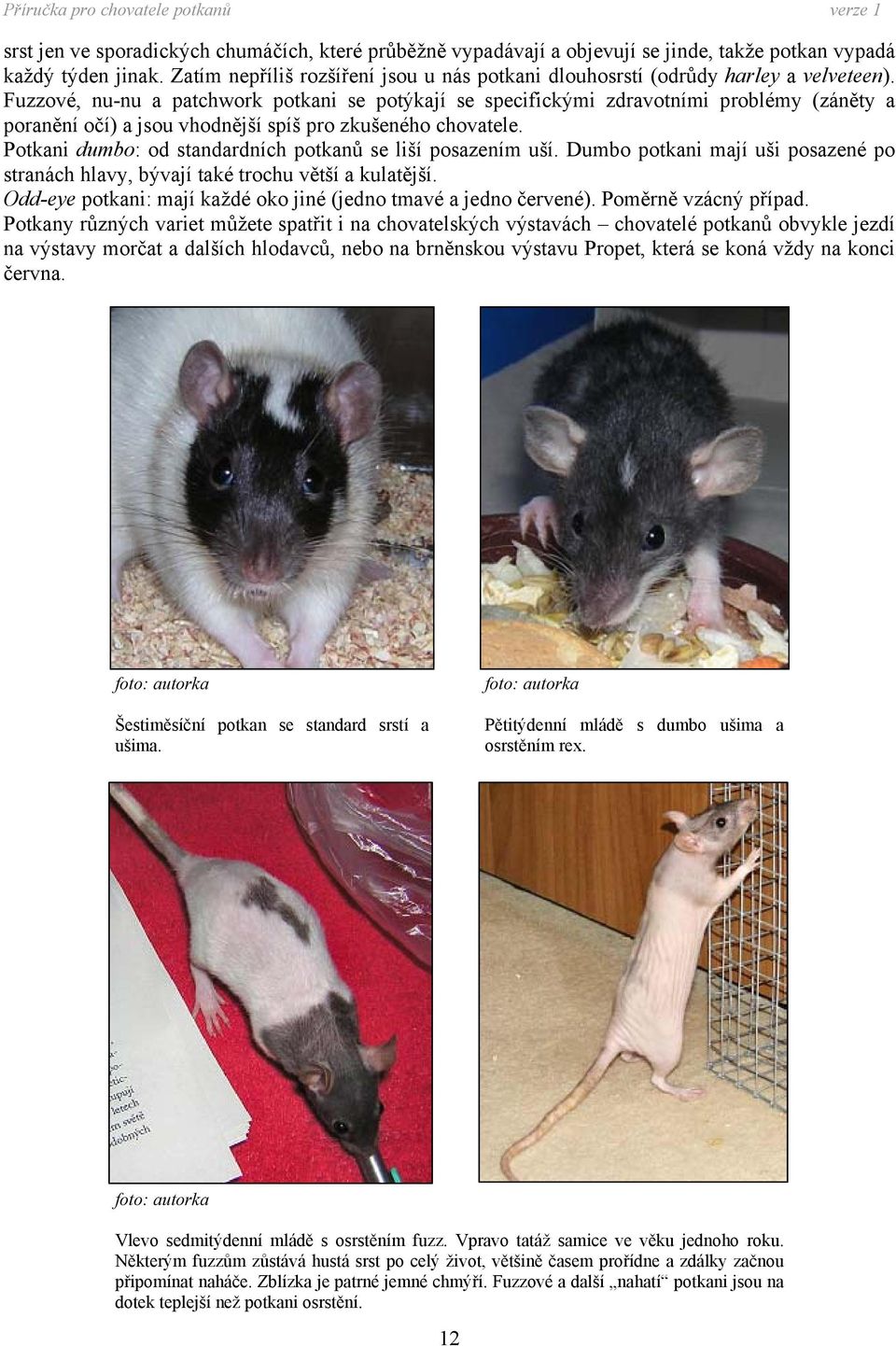 Fuzzové, nu-nu a patchwork potkani se potýkají se specifickými zdravotními problémy (záněty a poranění očí) a jsou vhodnější spíš pro zkušeného chovatele.