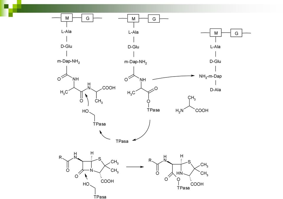 D-Glu 3 C C 3 C 2 -m-dap D-Ala