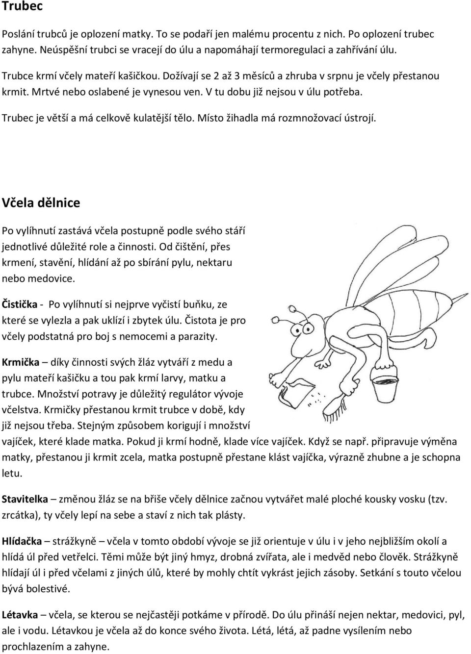 Trubec je větší a má celkově kulatější tělo. Místo žihadla má rozmnožovací ústrojí. Včela dělnice Po vylíhnutí zastává včela postupně podle svého stáří jednotlivé důležité role a činnosti.