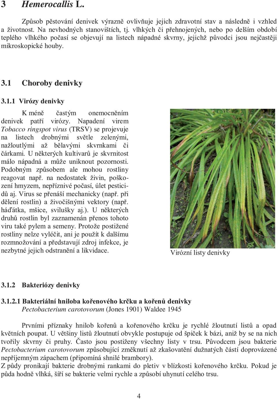 Choroby denivky 3.1.1 Virózy denivky K méně častým onemocněním denivek patří virózy.