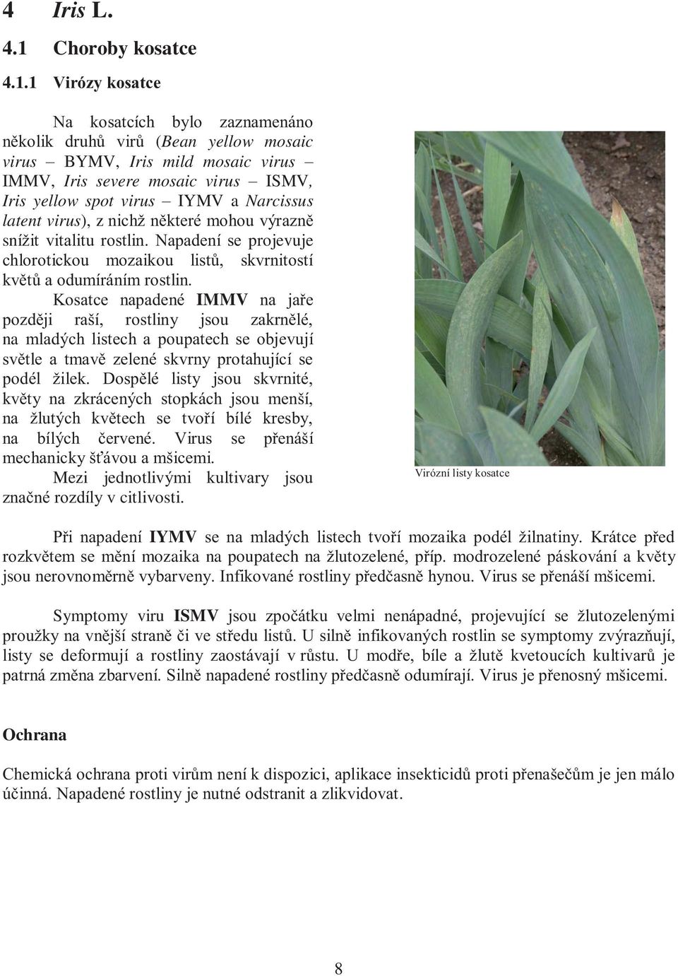 1 Virózy kosatce Na kosatcích bylo zaznamenáno několik druhů virů (Bean yellow mosaic virus BYMV, Iris mild mosaic virus IMMV, Iris severe mosaic virus ISMV, Iris yellow spot virus IYMV a Narcissus