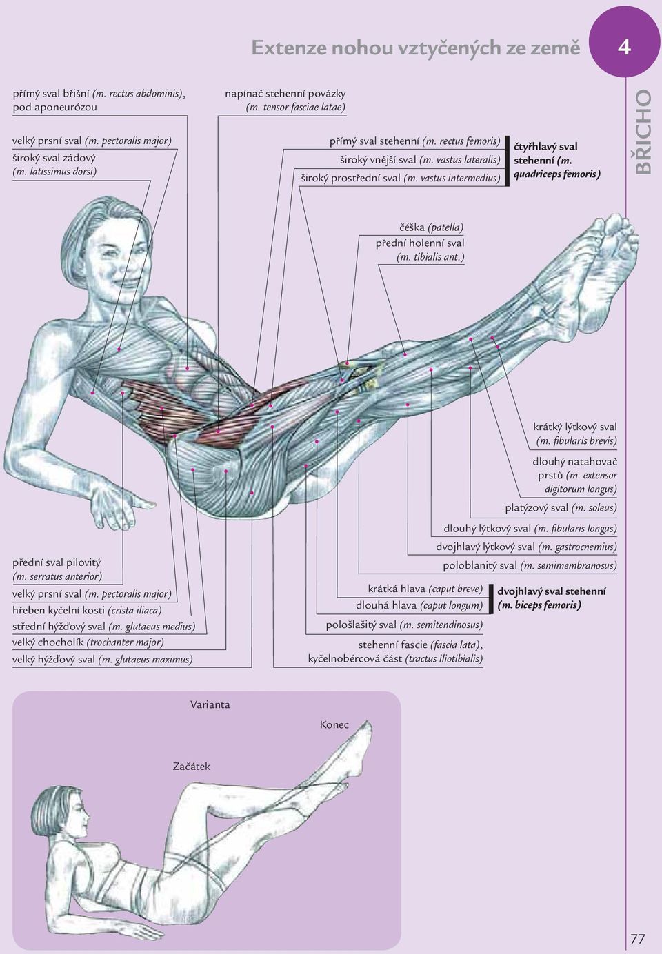 tibialis ant.) krátký lýtkový sval (m. fibularis brevis) přední sval pilovitý (m. serratus anterior) velký prsní sval (m.