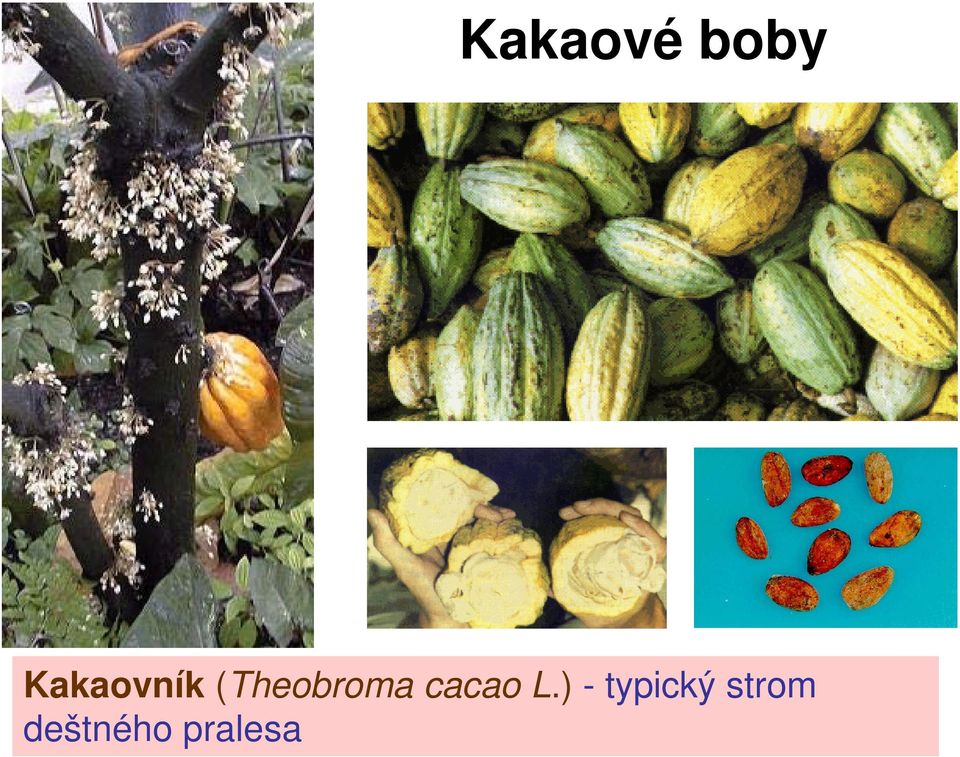 (Theobroma cacao L.