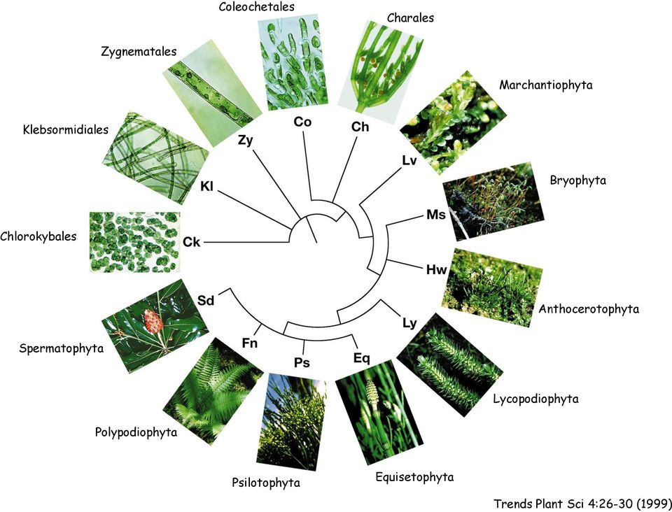 Anthocerotophyta Spermatophyta Lycopodiophyta