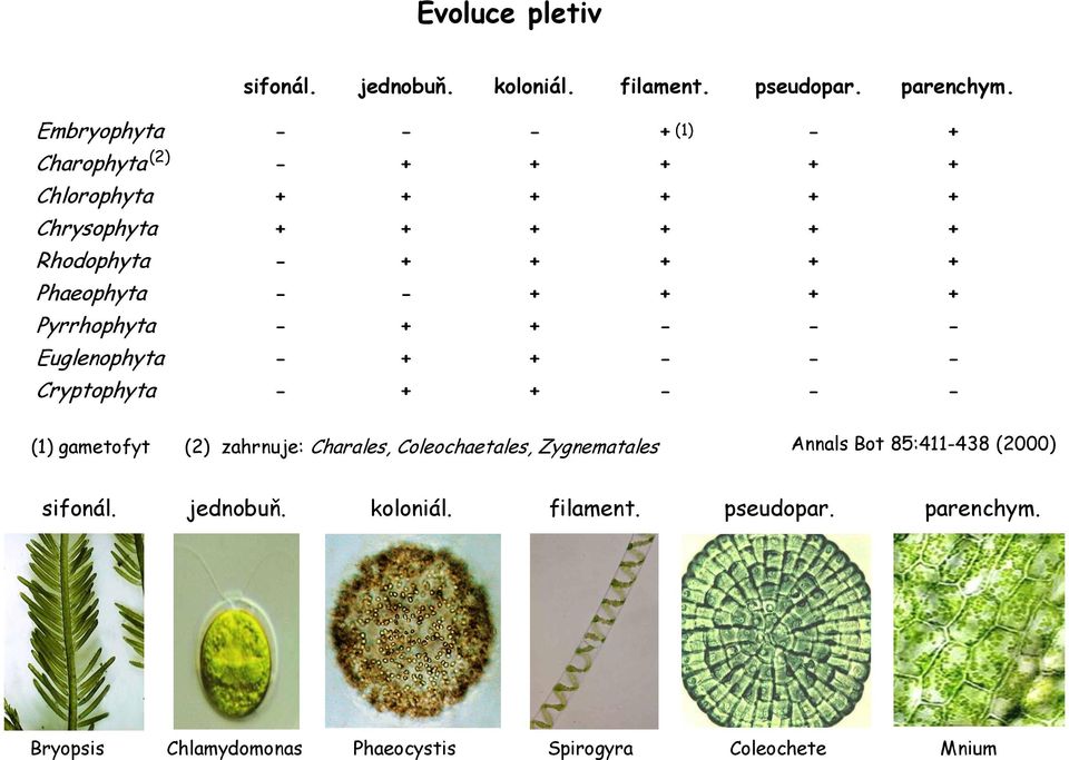 Phaeophyta - - + + + + Pyrrhophyta - + + - - - Euglenophyta - + + - - - Cryptophyta - + + - - - (1) gametofyt (2) zahrnuje: