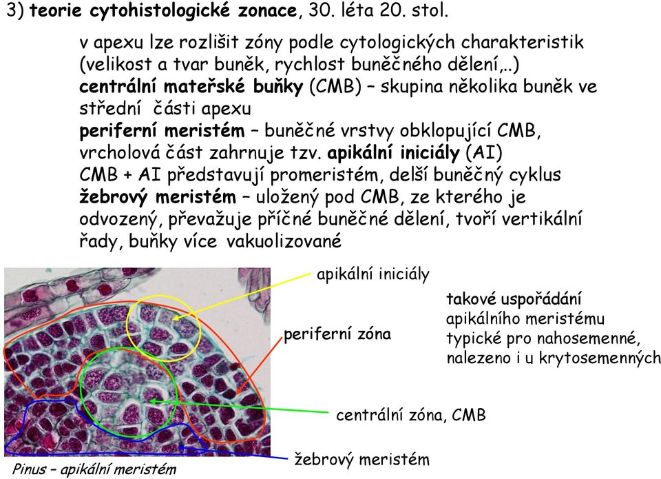 apikální iniciály (AI) CMB + AI představují promeristém, delší buněčný cyklus žebrový meristém uložený pod CMB, ze kterého je odvozený, převažuje příčné buněčné dělení, tvoří